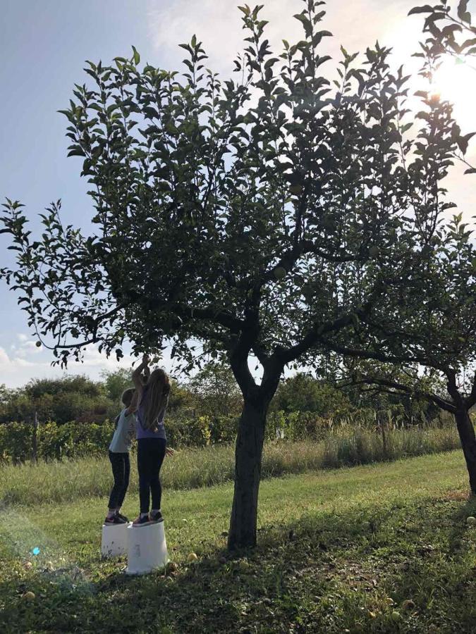 Baranja Black Hill'S Hercegmárok Kültér fotó